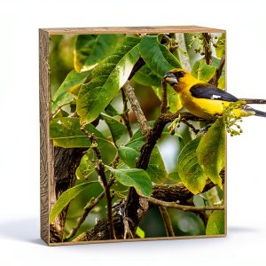 Aves de Costa Rica Bird Guide Spanish Kindle Edition by Amazon-0